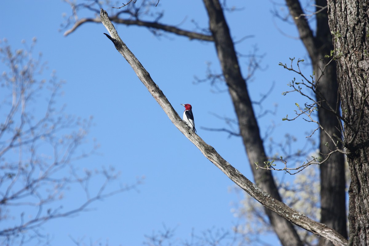 Red-headed Woodpecker - ML618317868