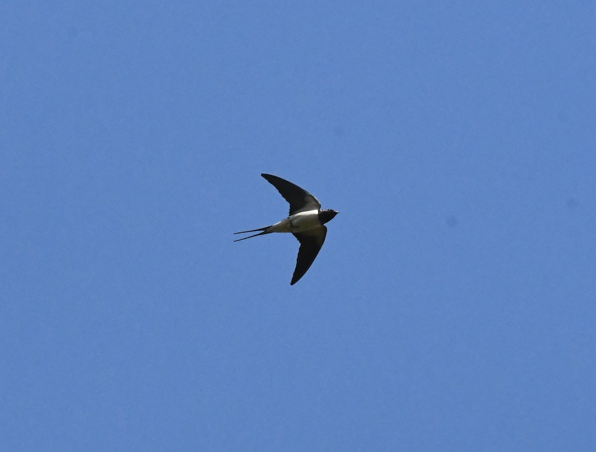 Barn Swallow (White-bellied) - ML618317876