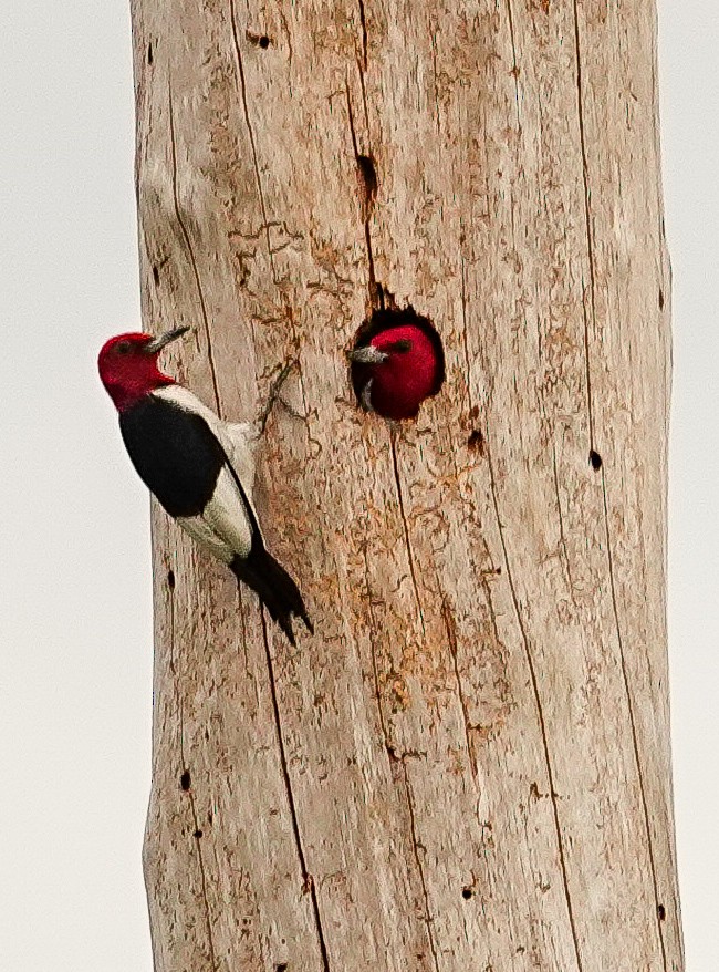 Red-headed Woodpecker - ML618317881