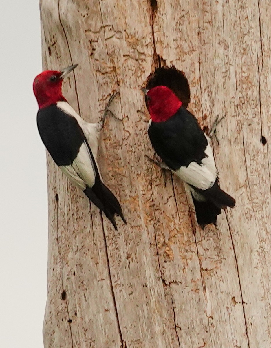 Red-headed Woodpecker - ML618317882