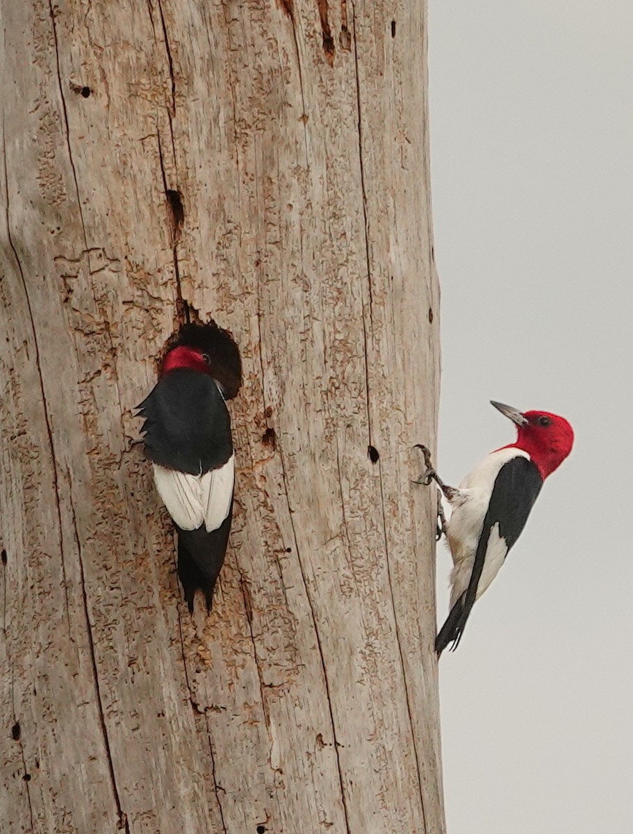 Red-headed Woodpecker - ML618317883