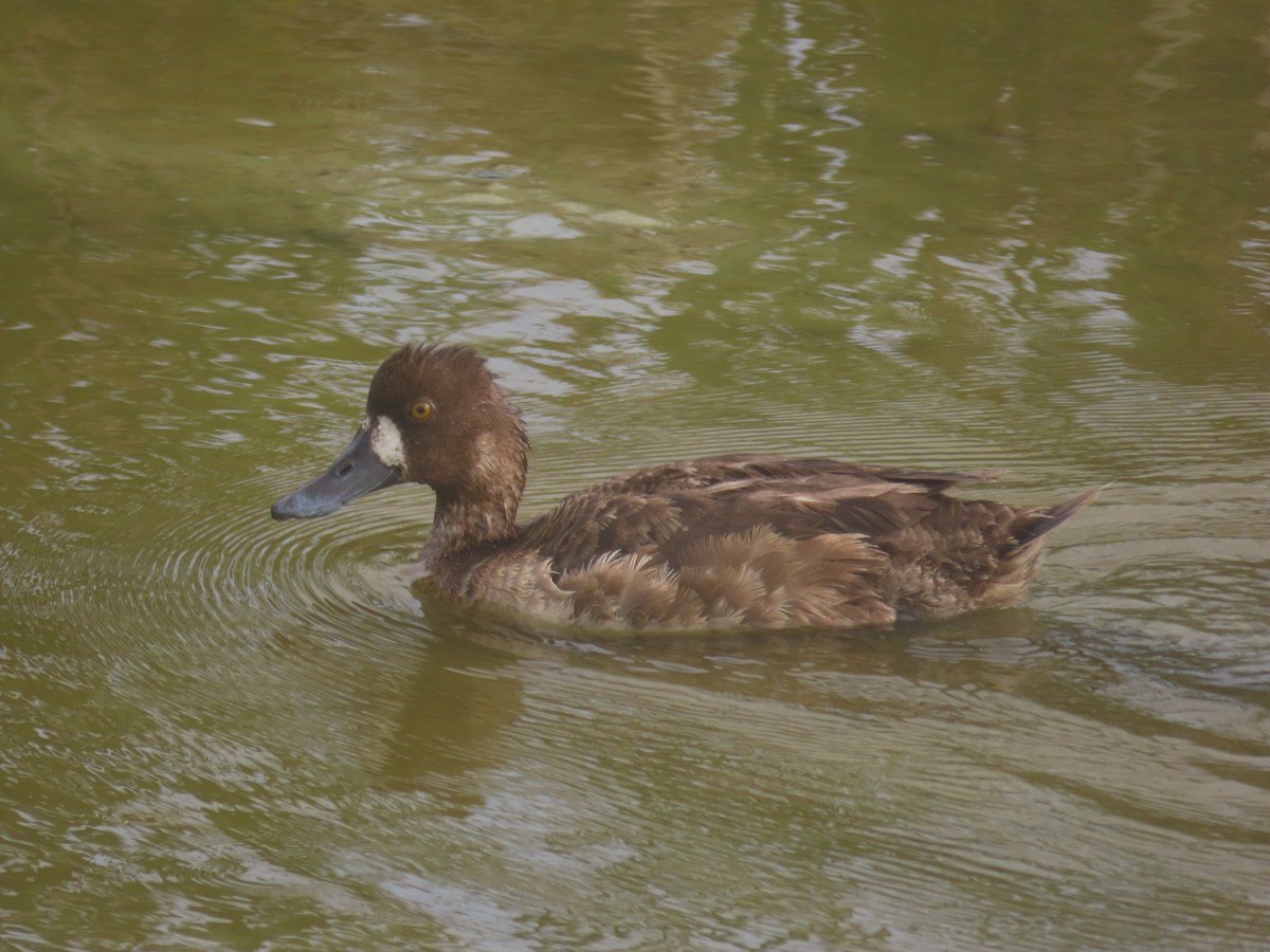 Greater Scaup - ML618317884