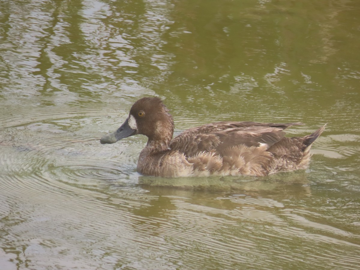 Greater Scaup - ML618317887
