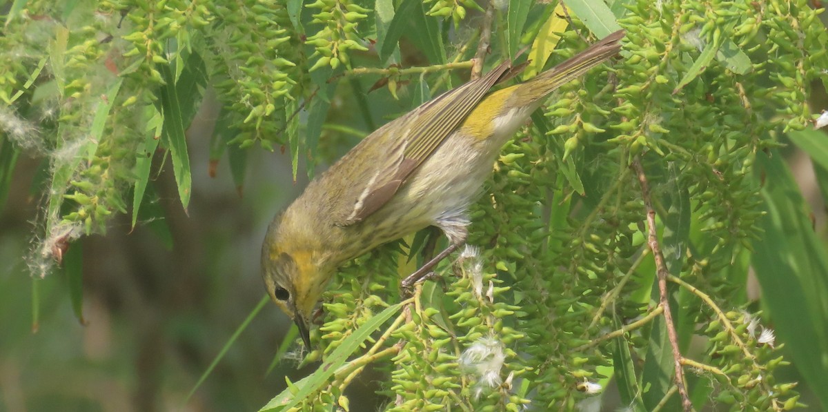 Cape May Warbler - ML618317899