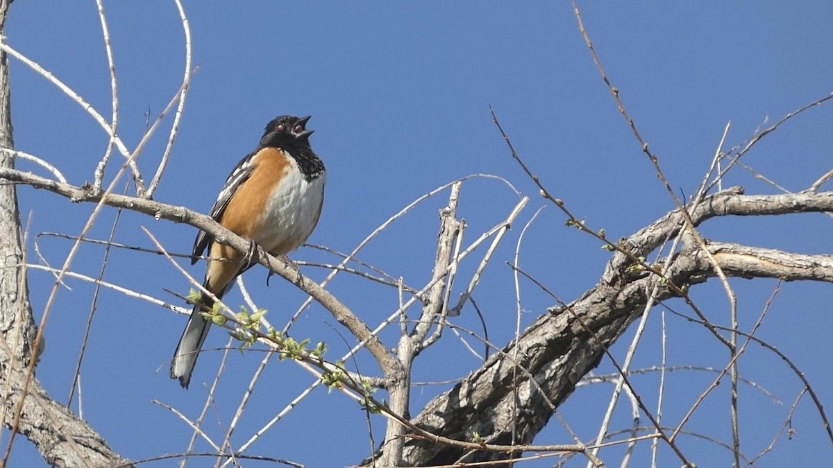 Spotted Towhee - ML618317920