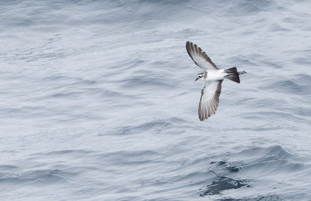 White-faced Storm-Petrel - ML618317945