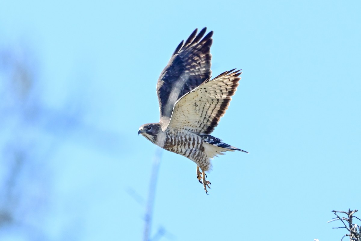 Broad-winged Hawk - Serg Tremblay