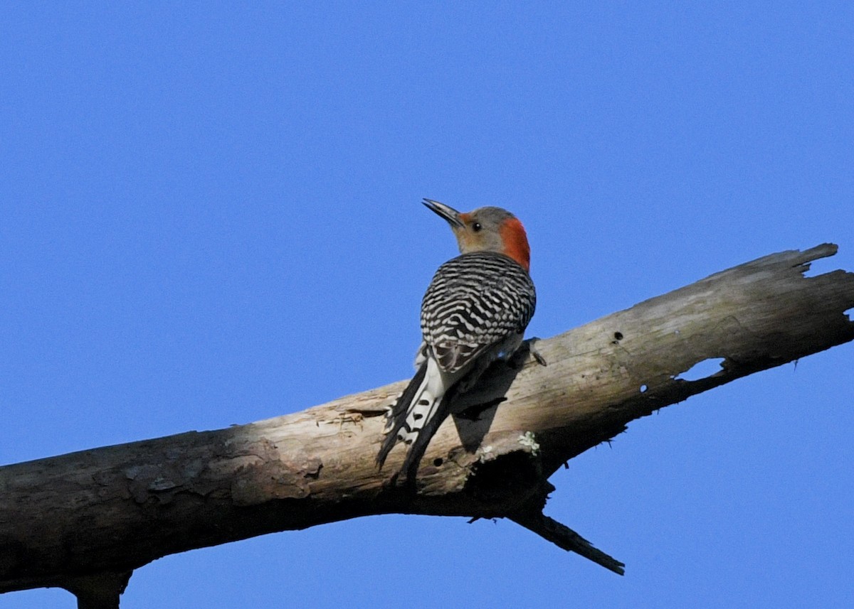 Red-bellied Woodpecker - ML618317987