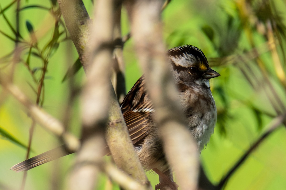 White-throated Sparrow - ML618318009