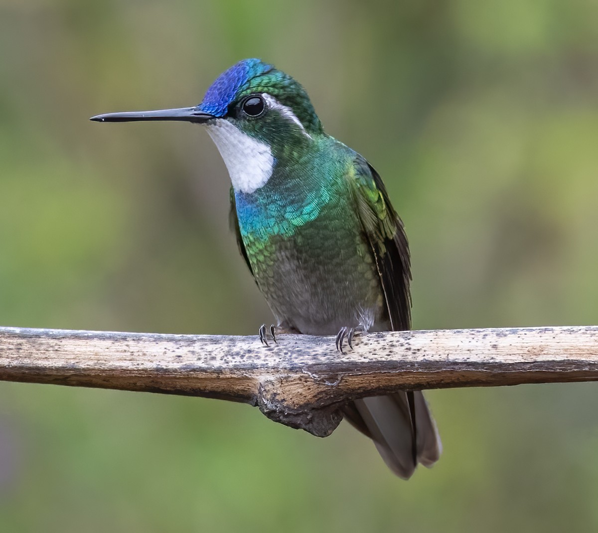 White-throated Mountain-gem - Tracy Kaminer