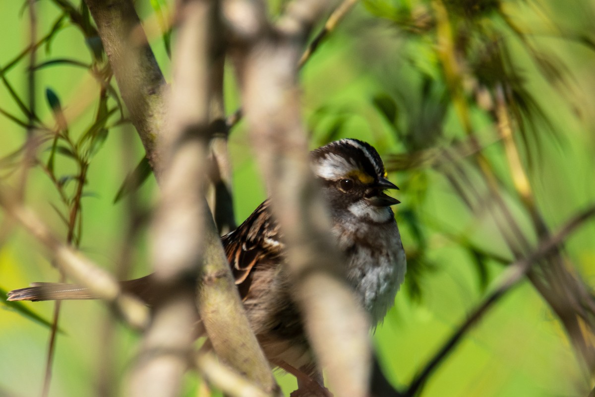 White-throated Sparrow - ML618318011