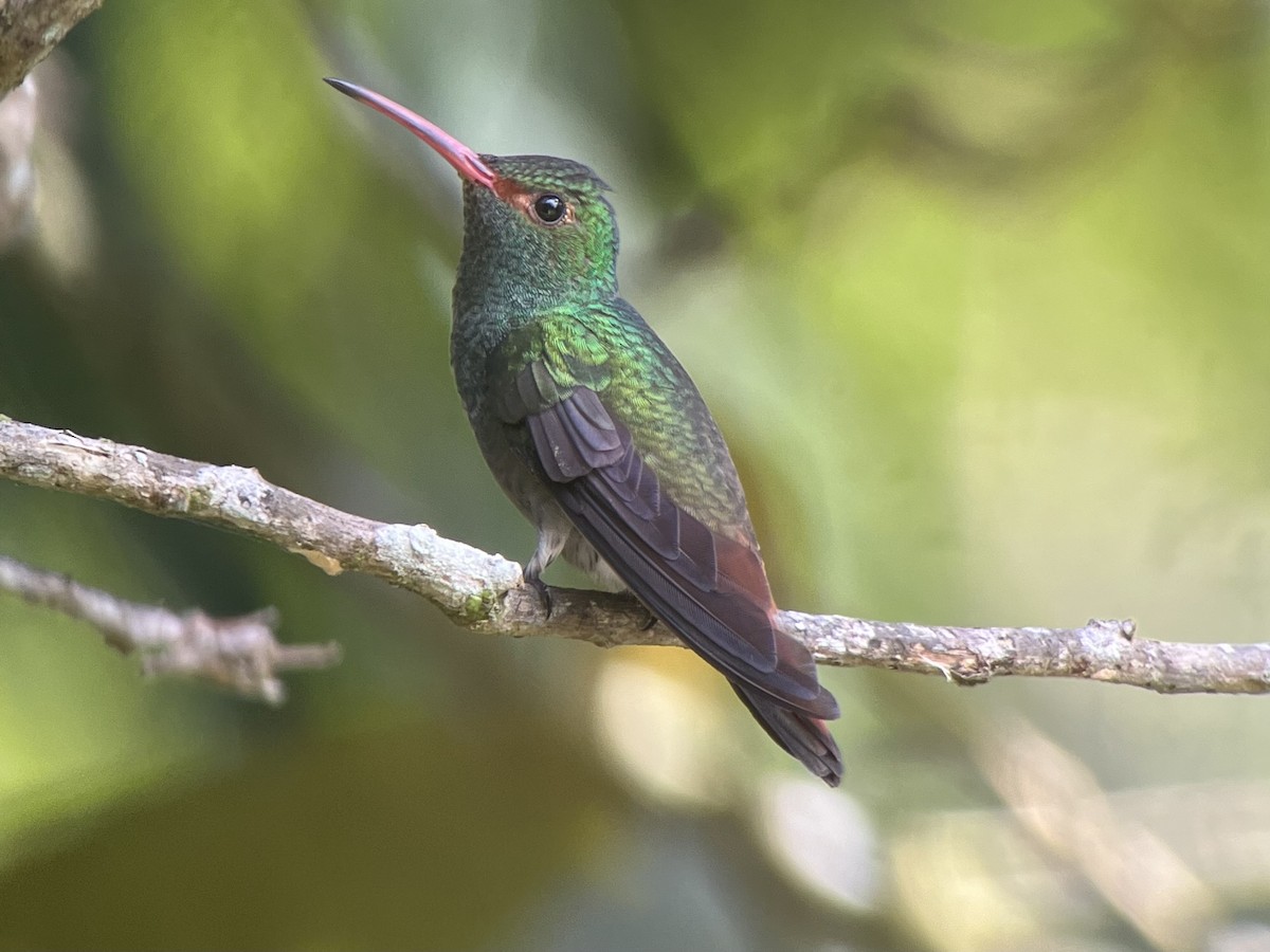 Rufous-tailed Hummingbird - ML618318026