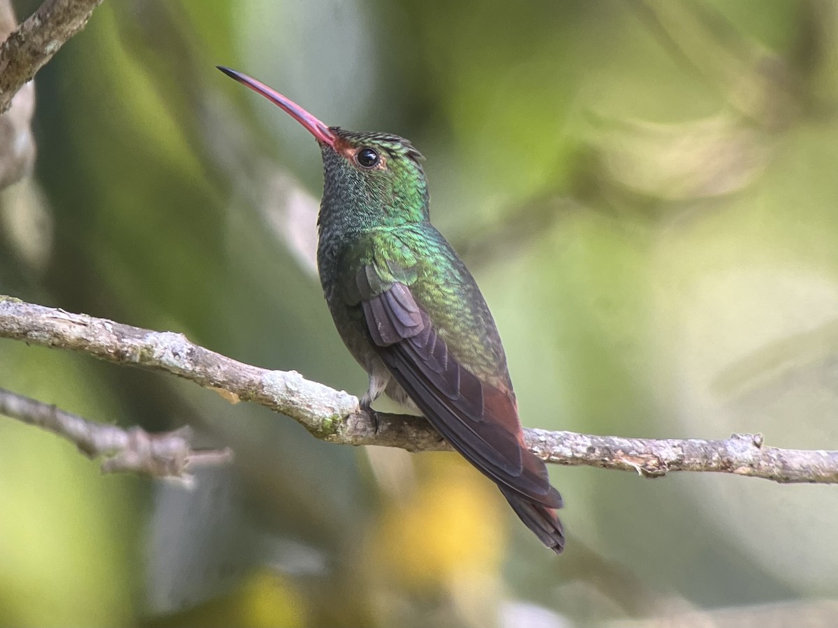 Rufous-tailed Hummingbird - Brenda Sánchez
