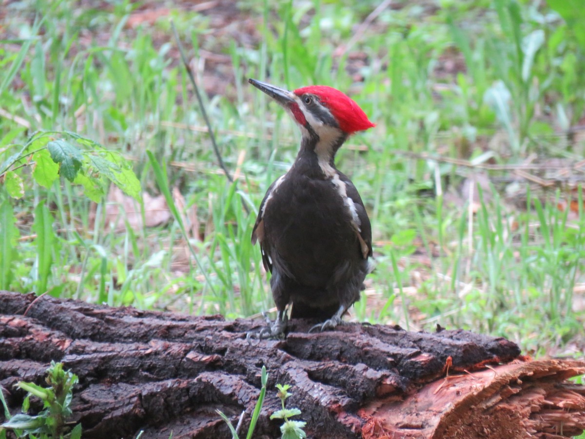 Pileated Woodpecker - ML618318057
