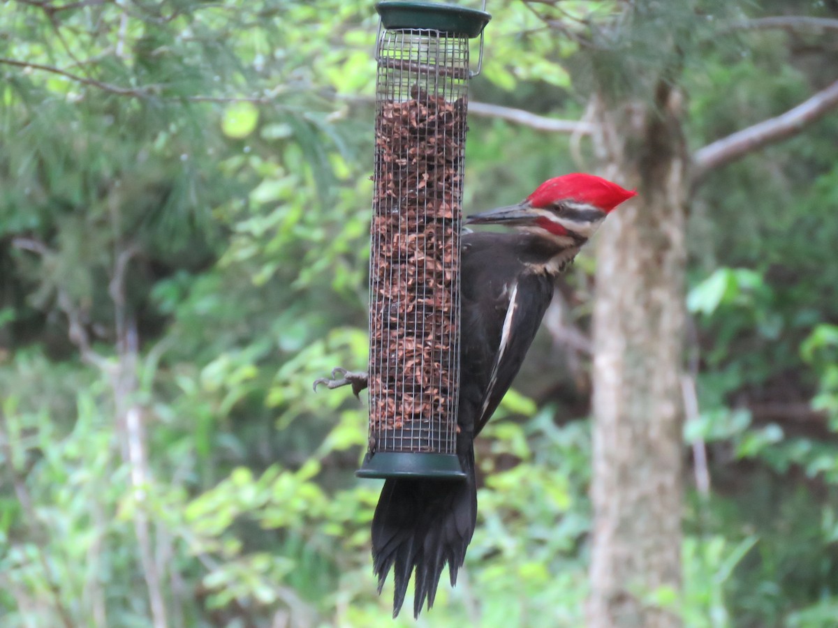 Pileated Woodpecker - ML618318058