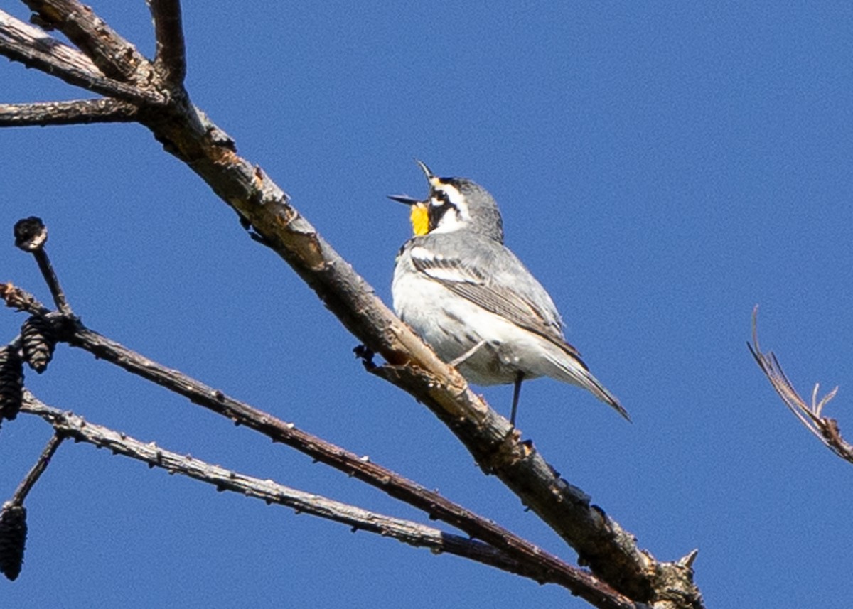 Yellow-throated Warbler - Daniel Blower