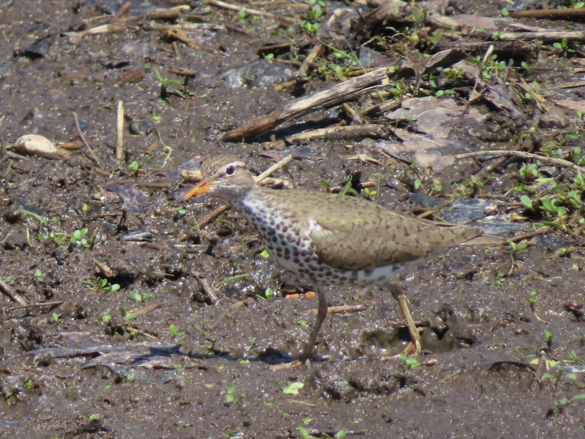 Spotted Sandpiper - Fred Dike