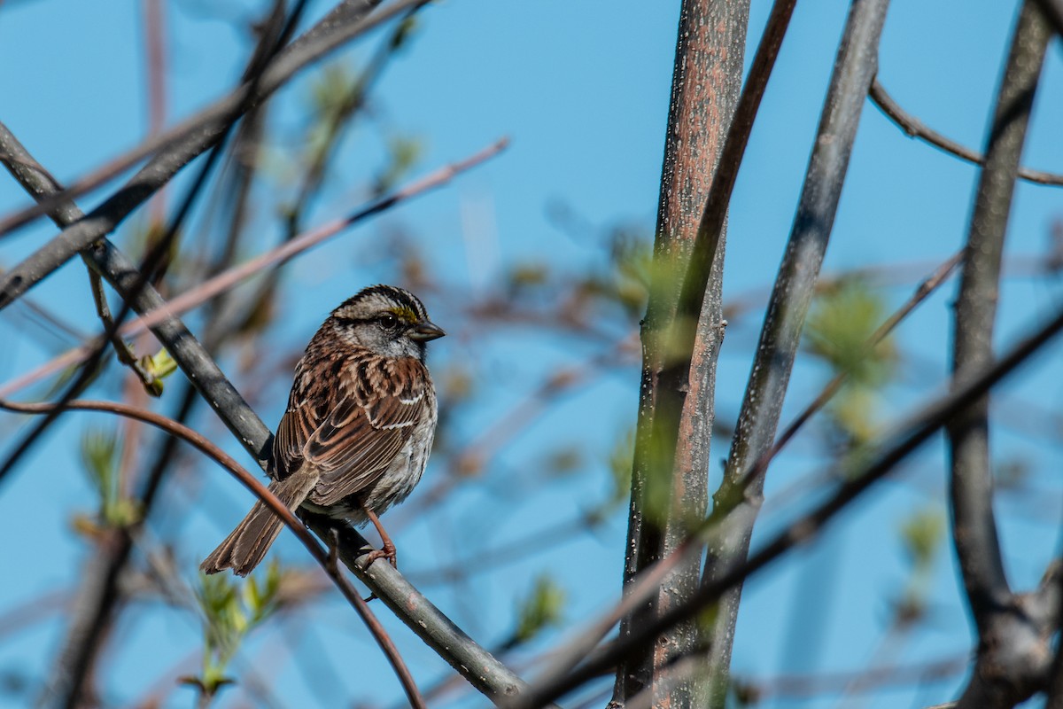 White-throated Sparrow - ML618318105