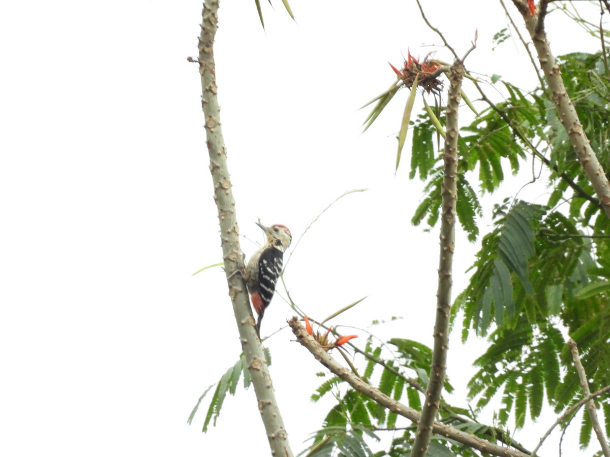 Fulvous-breasted Woodpecker - ML618318158