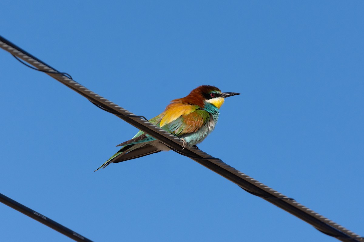 European Bee-eater - ML618318192