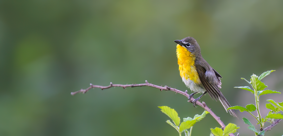 Yellow-breasted Chat - ML618318212