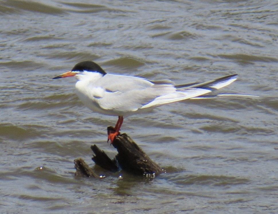 Forster's Tern - Fred Dike