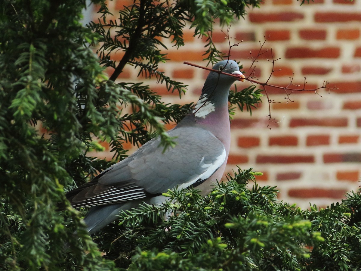 Common Wood-Pigeon - ML618318239
