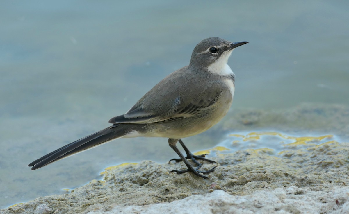 Cape Wagtail - ML618318270