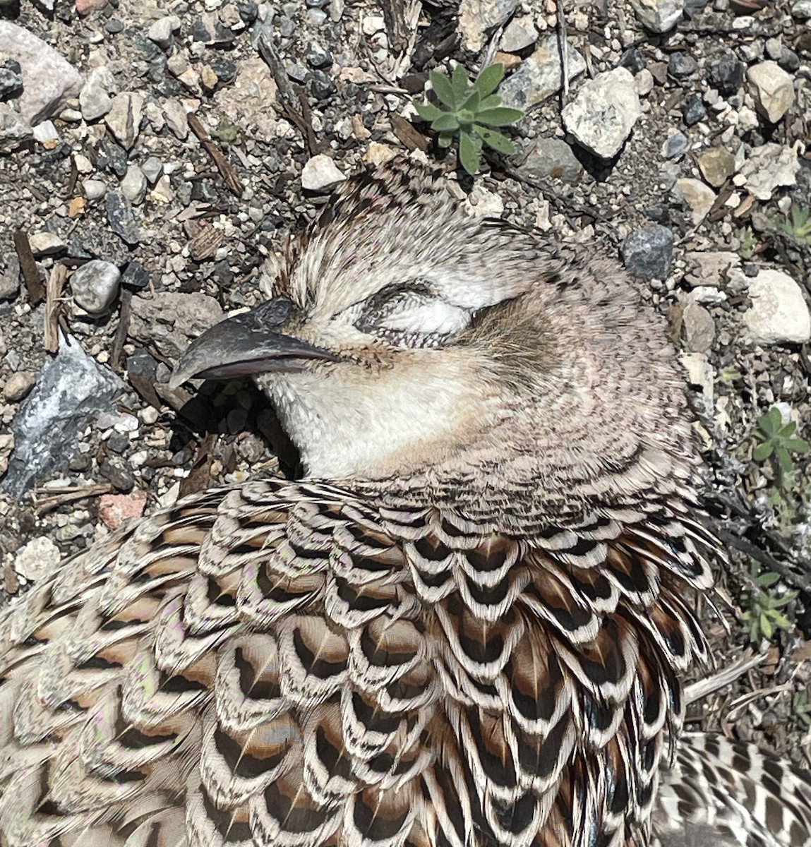 Ring-necked Pheasant - ML618318320
