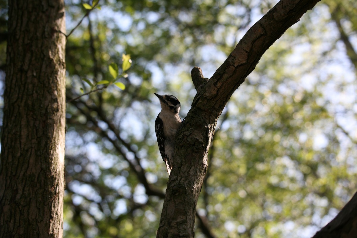 Downy Woodpecker - ML618318375