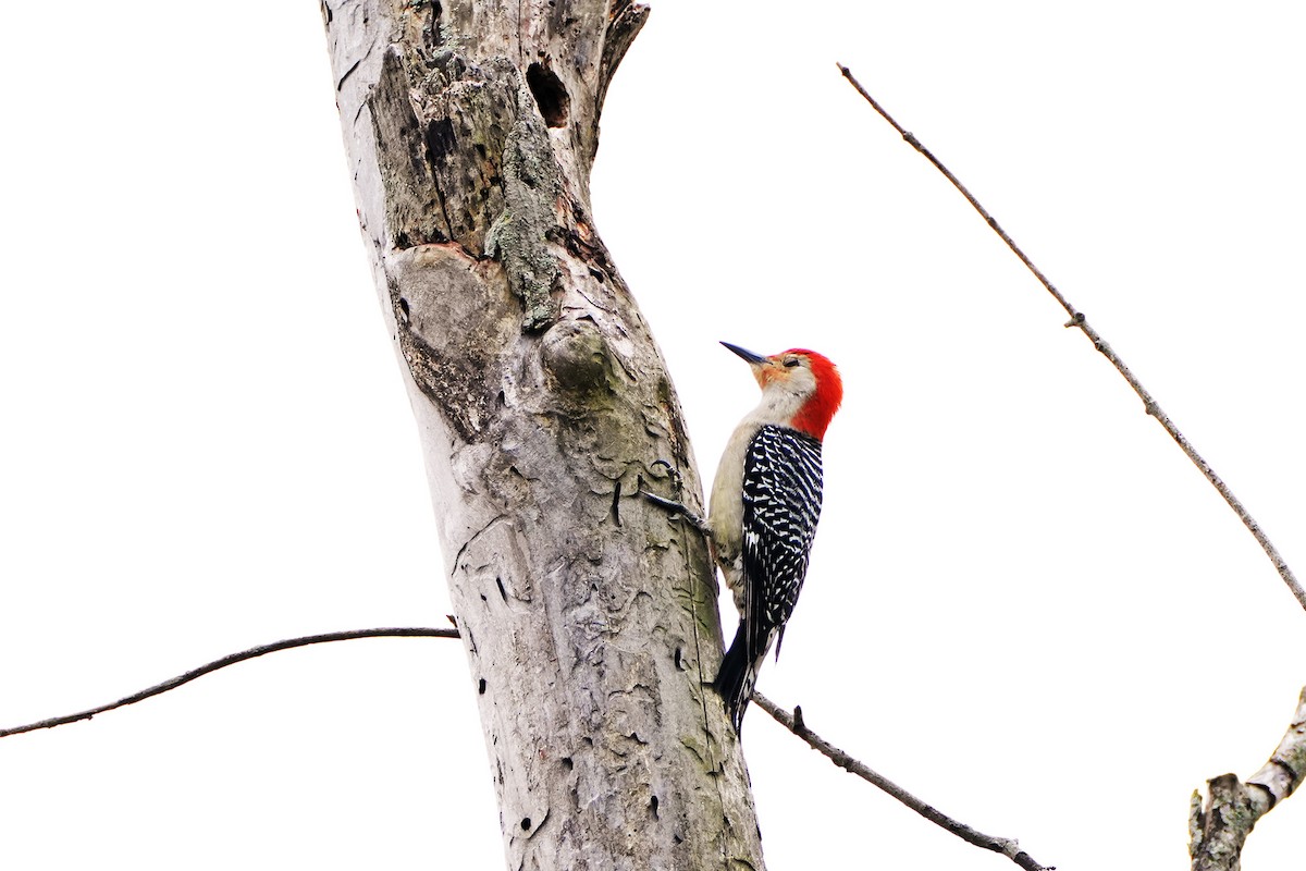 Red-bellied Woodpecker - Maneesh Rajvanshi