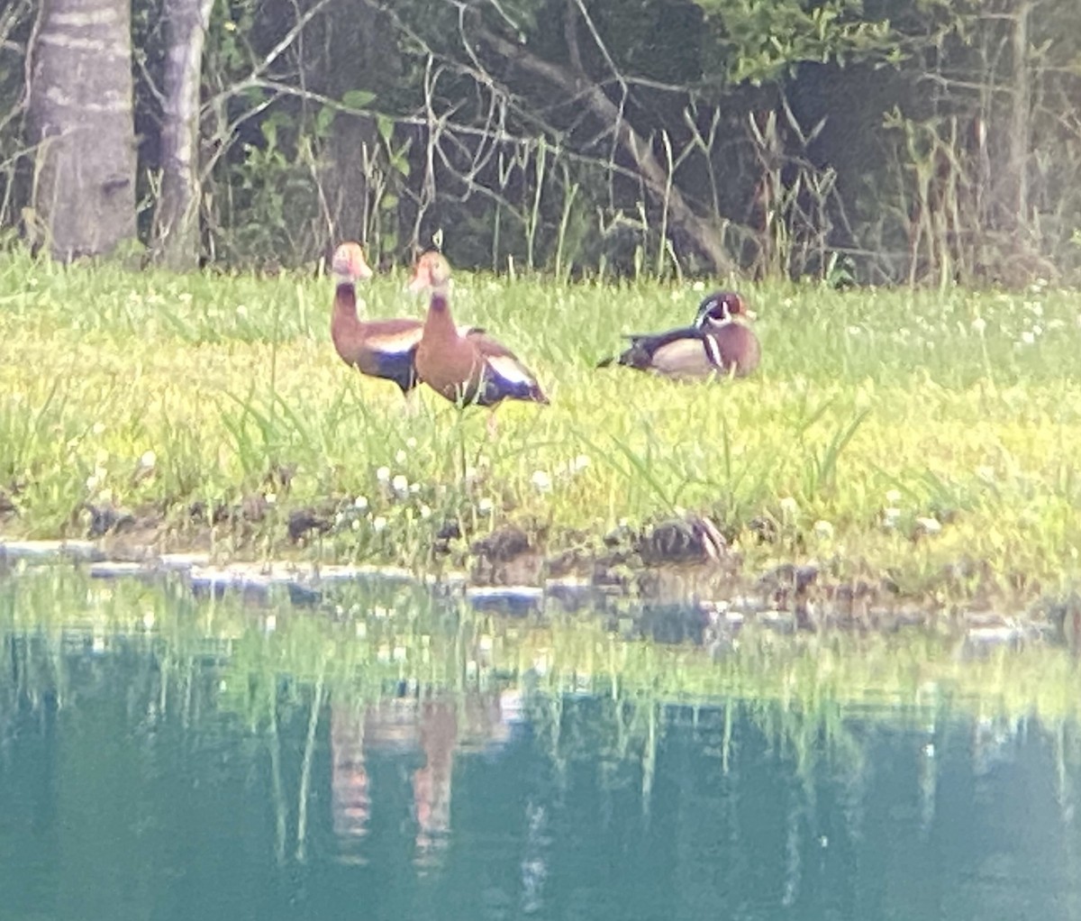 Black-bellied Whistling-Duck - Dina Hammons