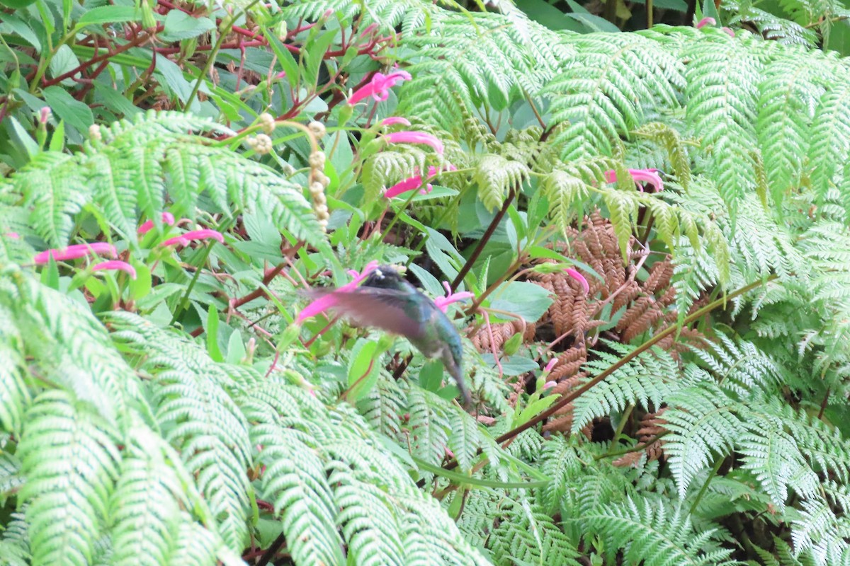 Talamanca Hummingbird - ML618318485