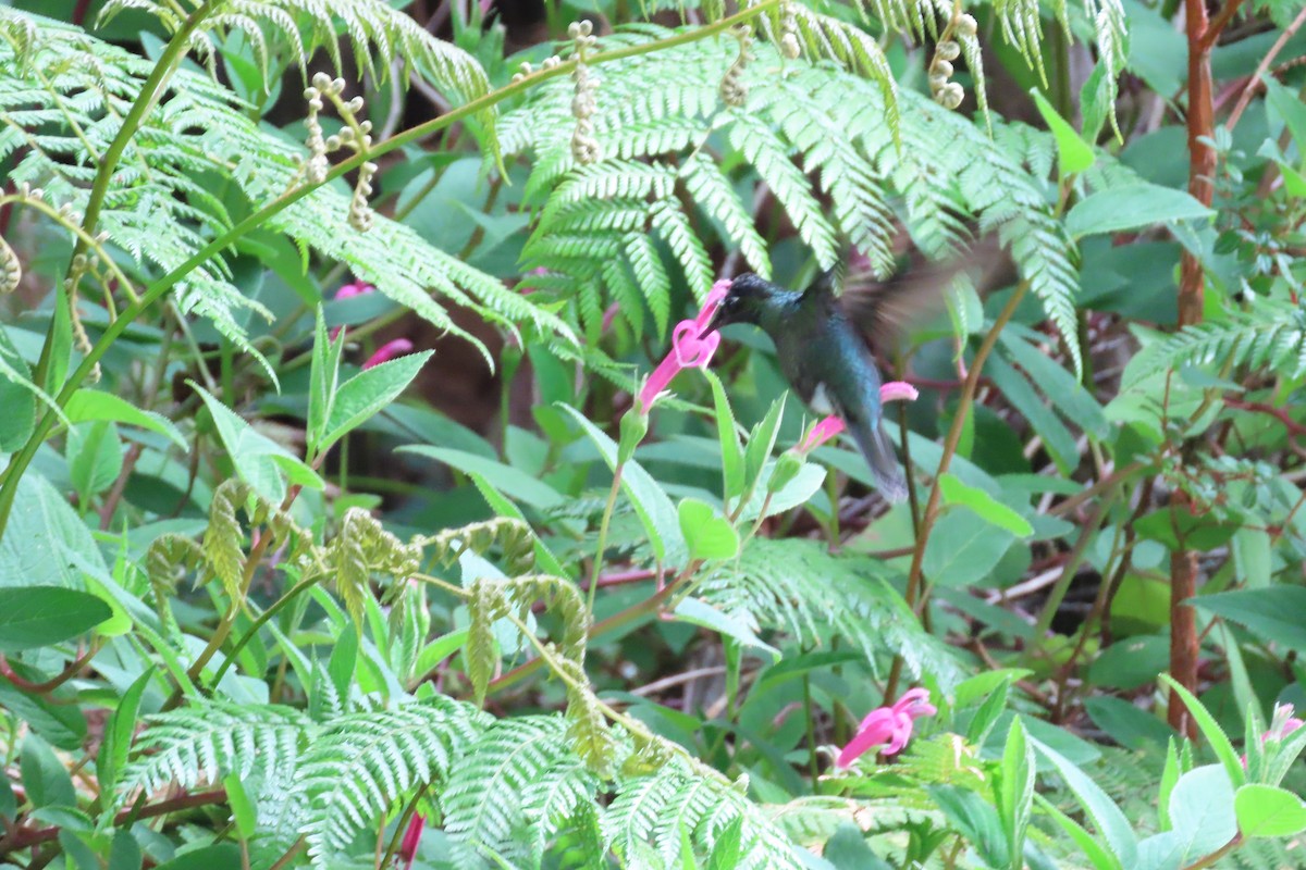 Talamanca Hummingbird - stuart varney