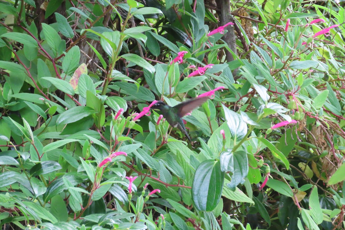 Talamanca Hummingbird - ML618318491