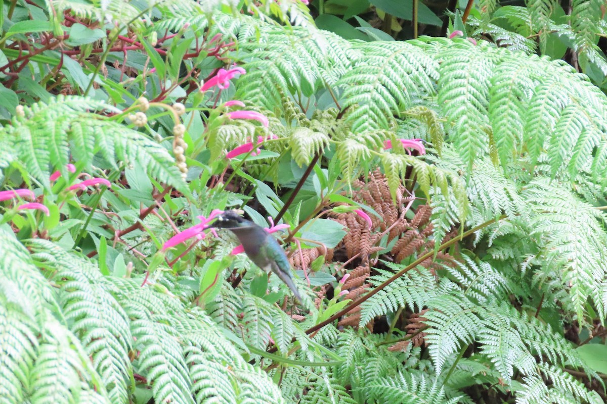 Talamanca Hummingbird - ML618318494