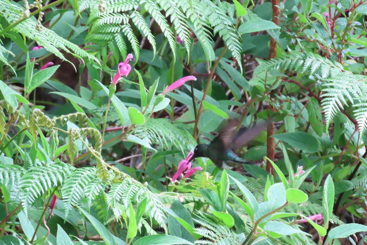 Talamanca Hummingbird - ML618318496