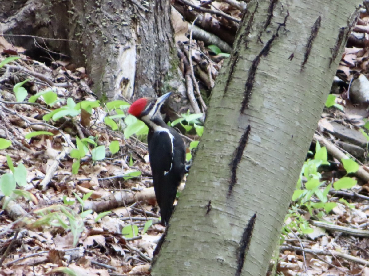 Pileated Woodpecker - ML618318507