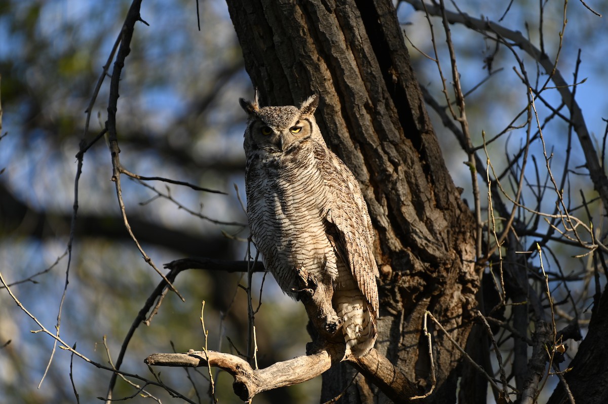 Great Horned Owl - ML618318580