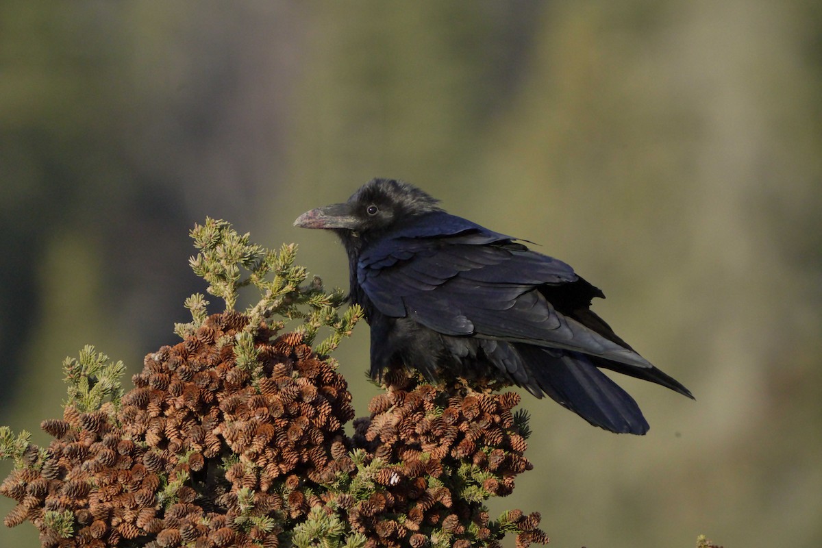 Common Raven - Judith Hayden