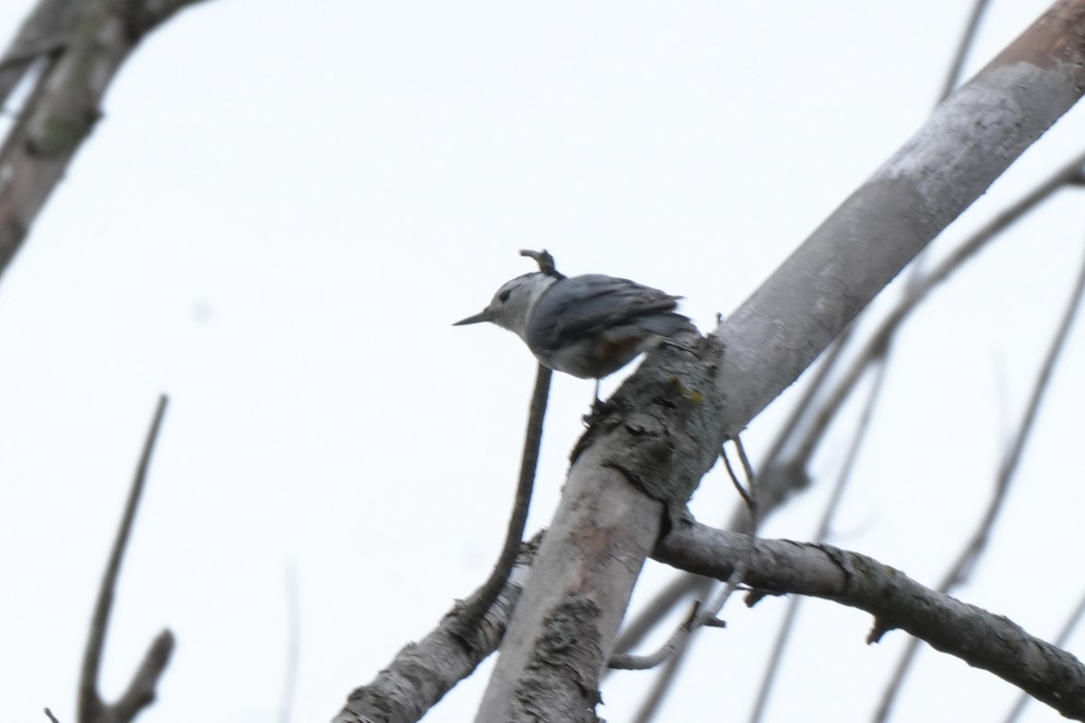 White-breasted Nuthatch - ML618318589