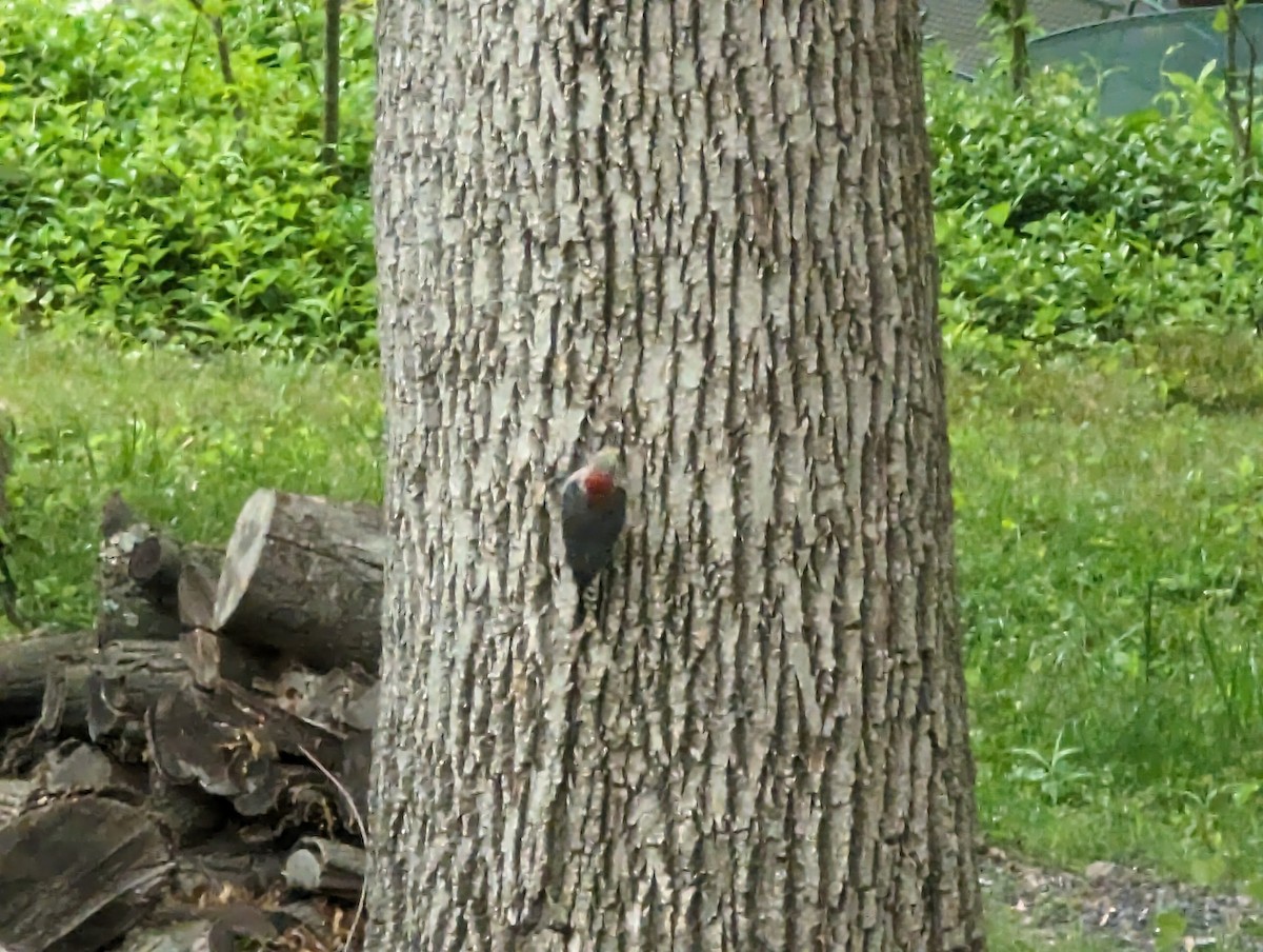 Red-bellied Woodpecker - ML618318611