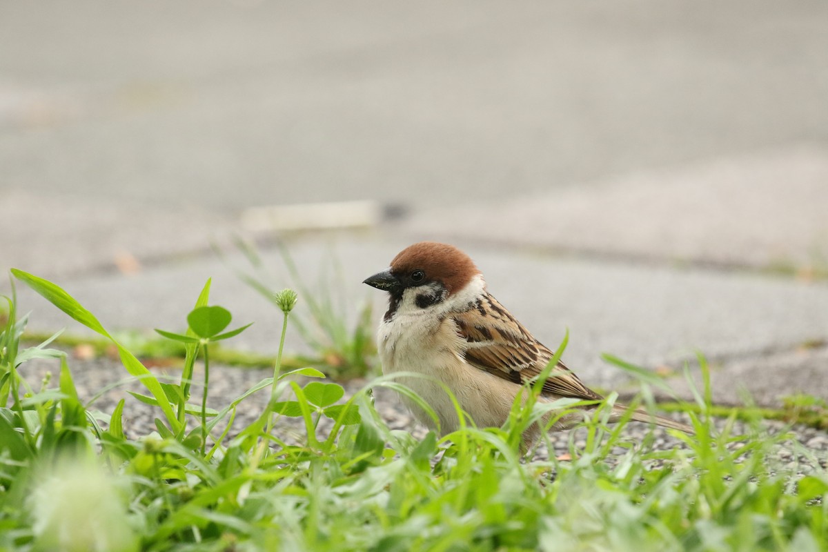 Eurasian Tree Sparrow - 以芩 陳