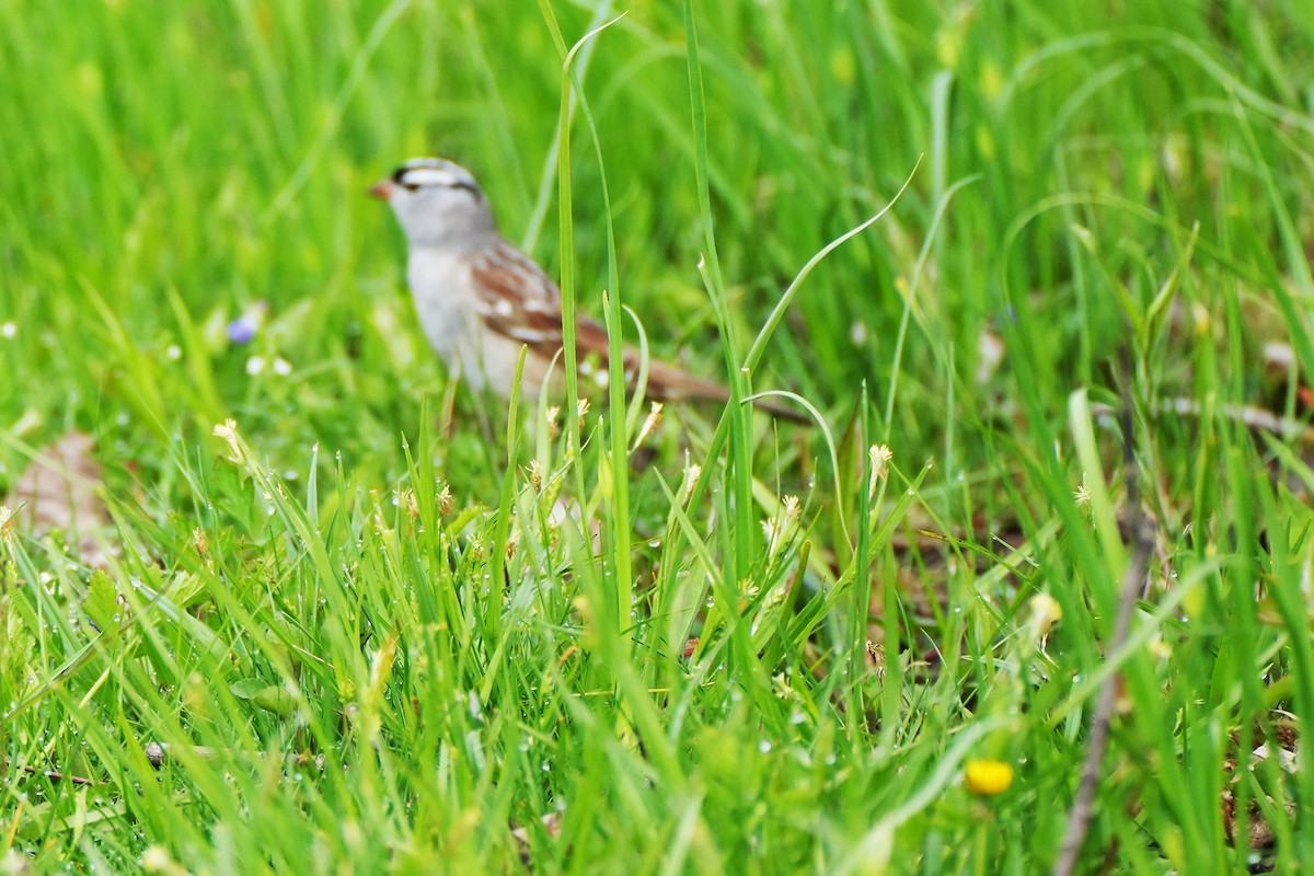 White-crowned Sparrow - ML618318694