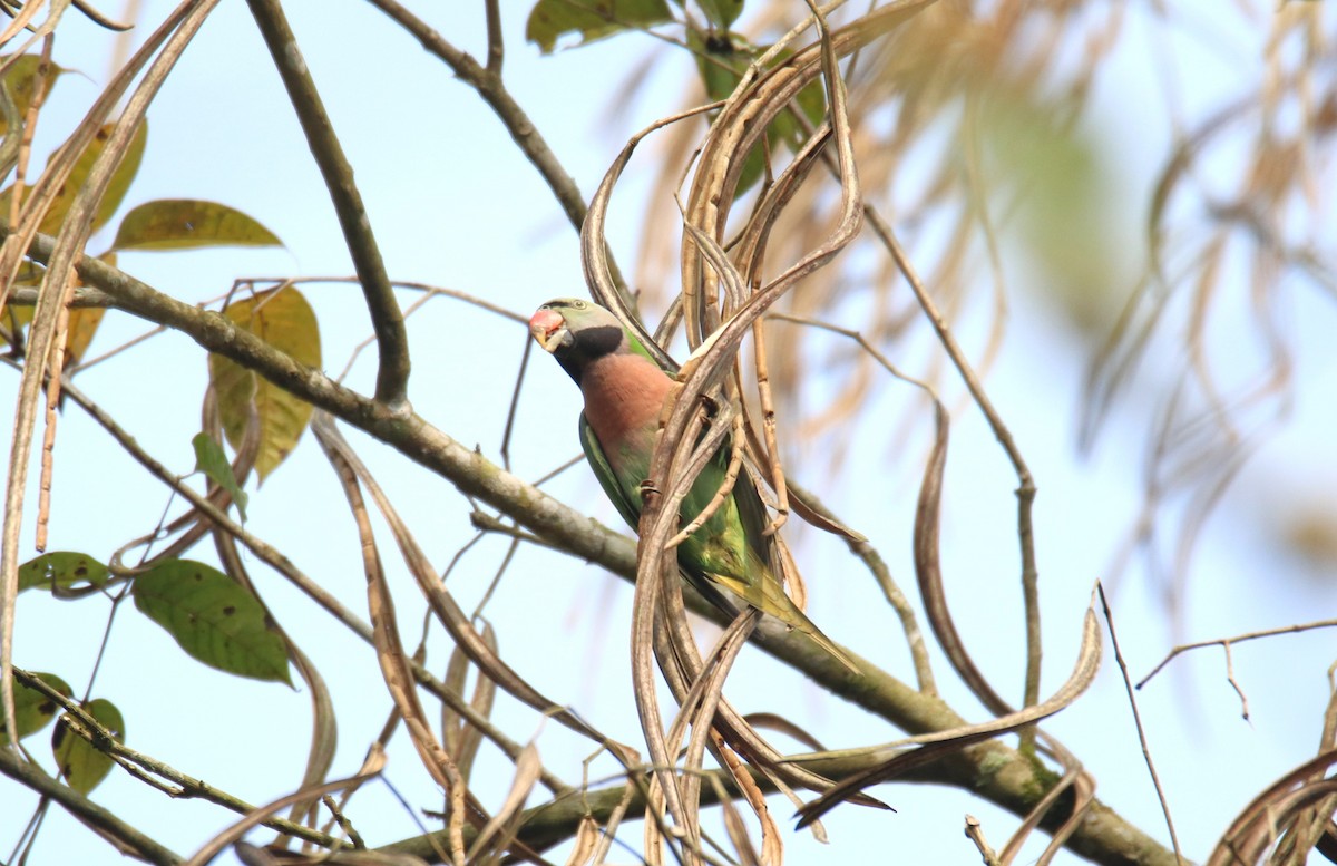 Red-breasted Parakeet - Praveen H N