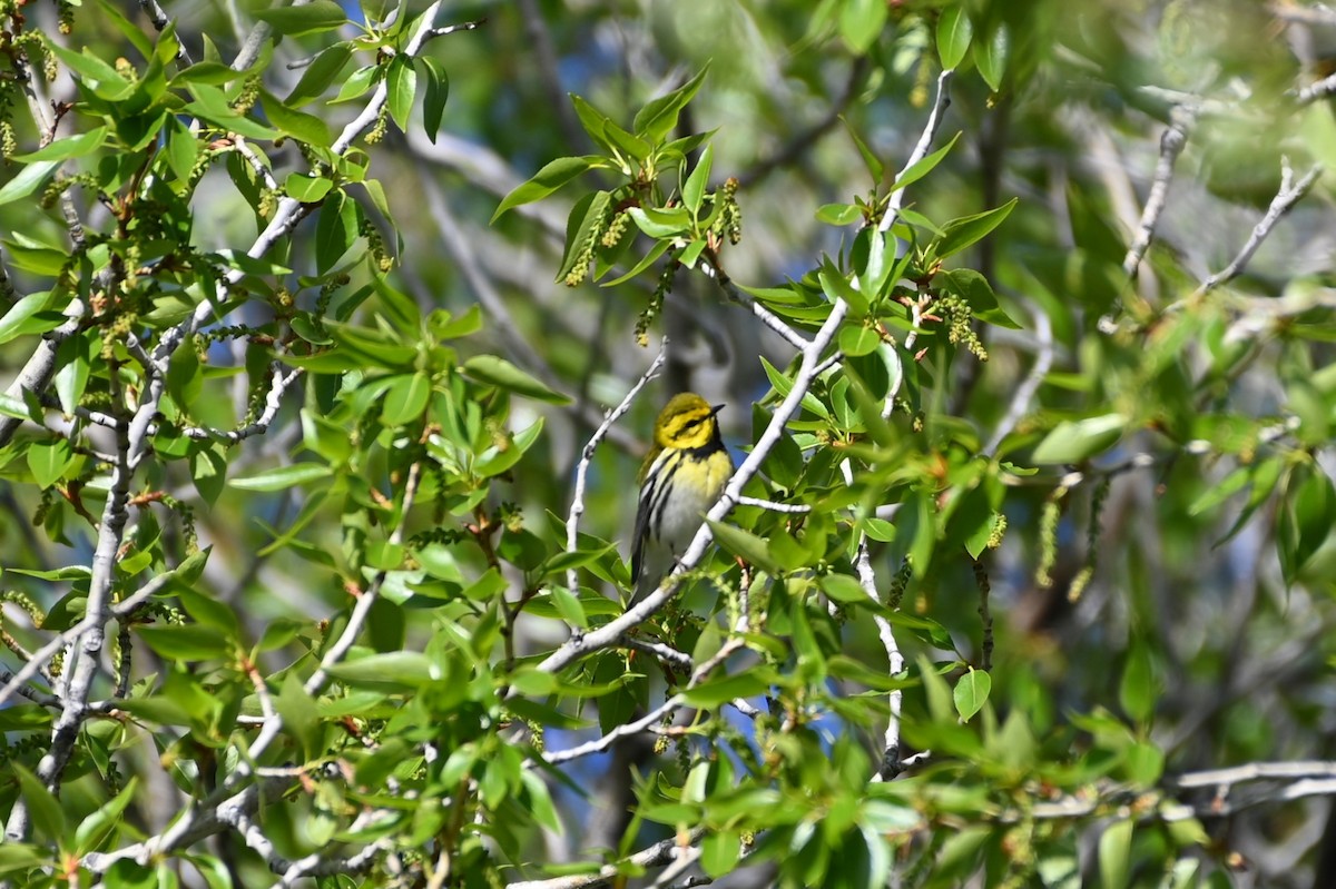Black-throated Green Warbler - ML618318716