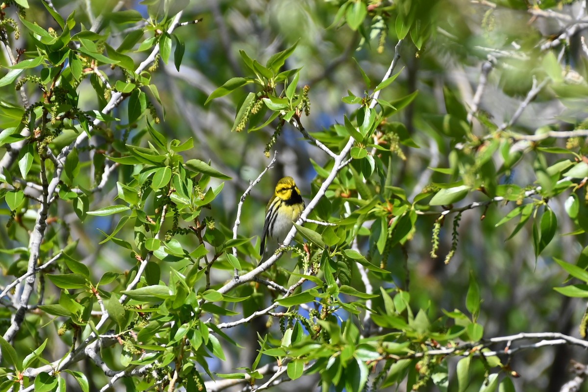 Black-throated Green Warbler - ML618318717