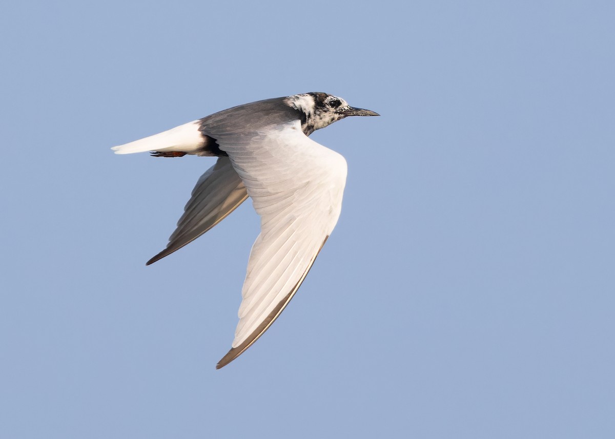White-winged Tern - ML618318720