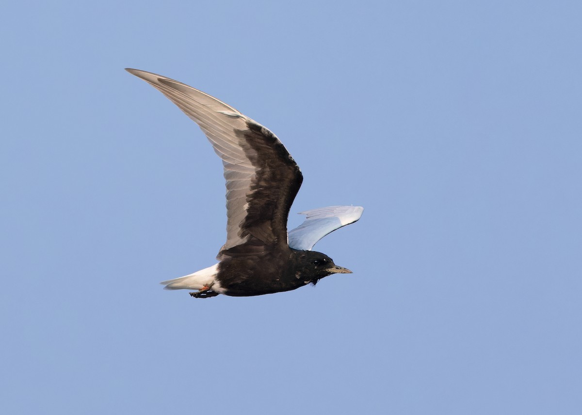 White-winged Tern - ML618318722