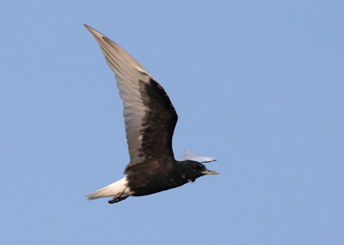 White-winged Tern - ML618318723